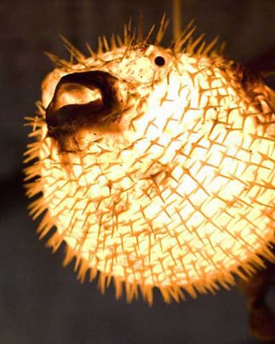 Puffa Fish light