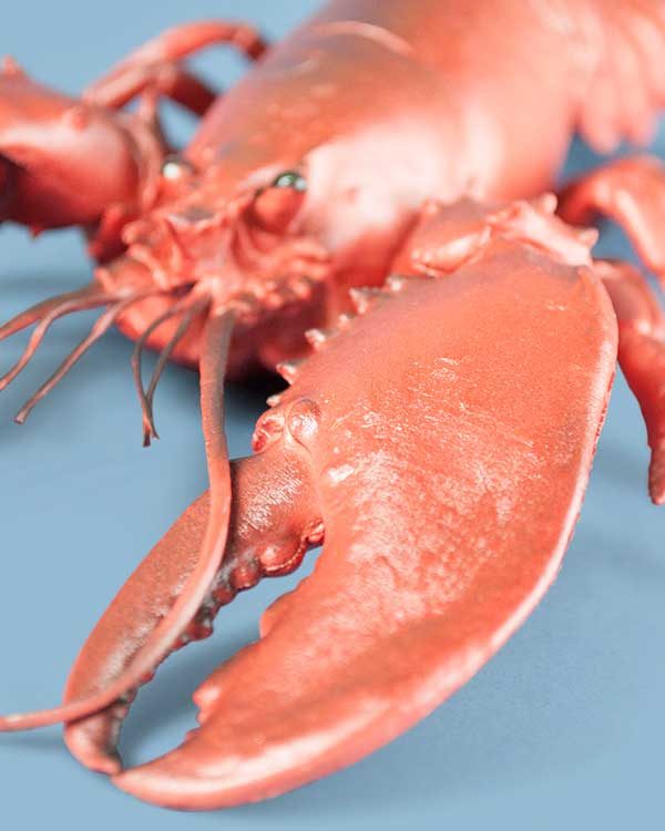 Novelty Plastic Lobster Large