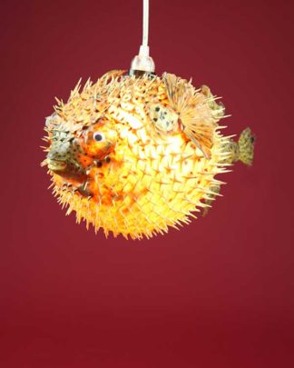Dried Puffa Fish Pendant Light