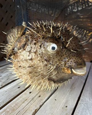 EXTRA LARGE PUFFER FISH FRONT VIEW