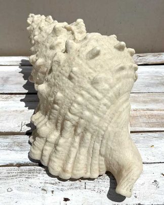 RESIN SEA SHELL NIGHT LIGHT