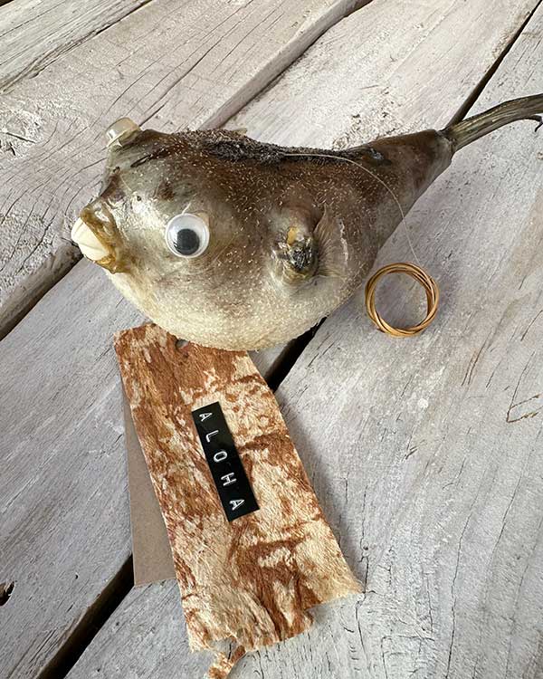 MINI PUFFER FISH ABOVE VIEW