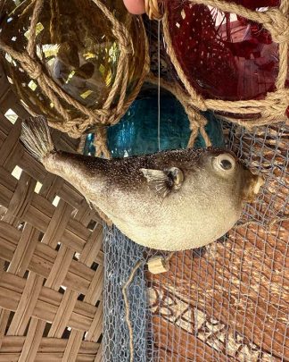 DRIED MINI PUFFER FISH DECORATION