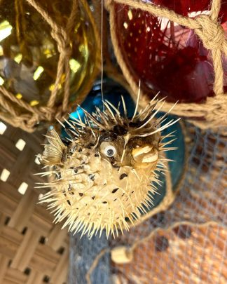 MINI PUFFER FISH HANGING WEB