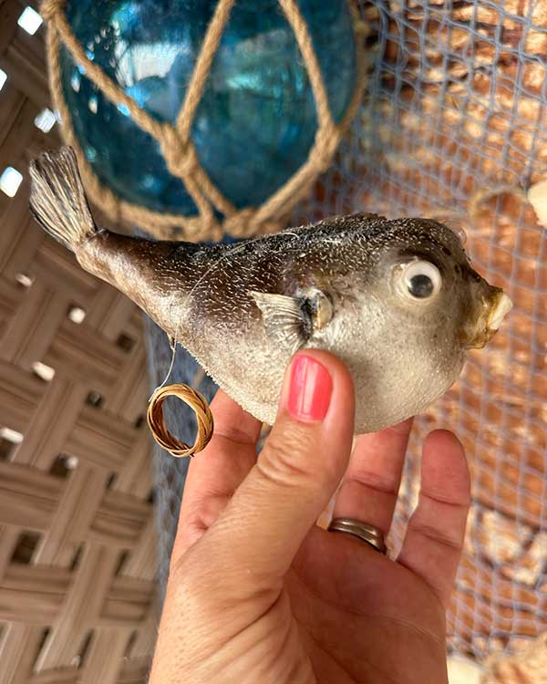 MINI PUFFER FISH HELD IN HAND